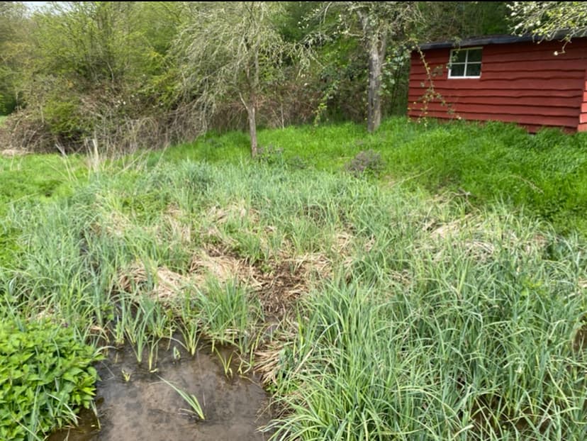Natur-Teich Seisla